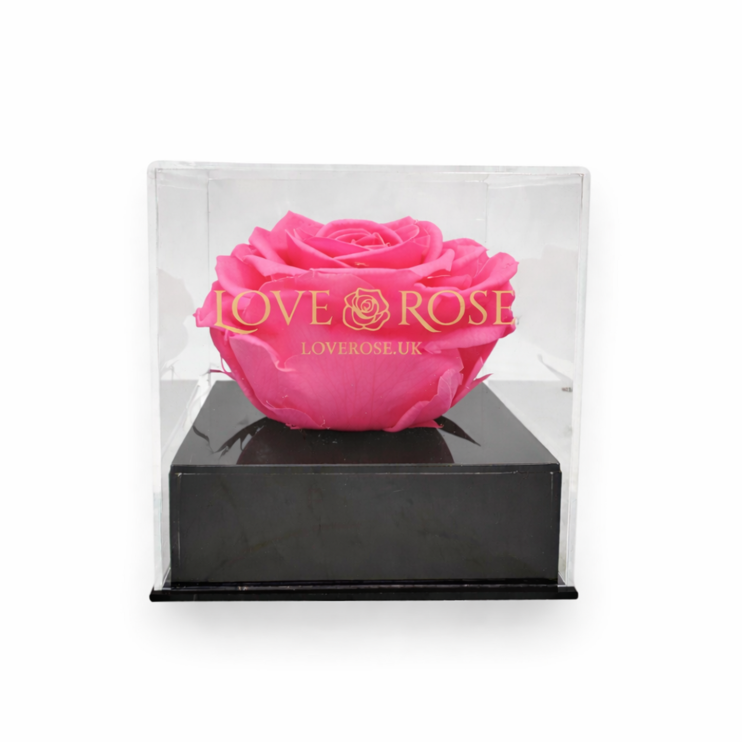 Single rose head in luxury case