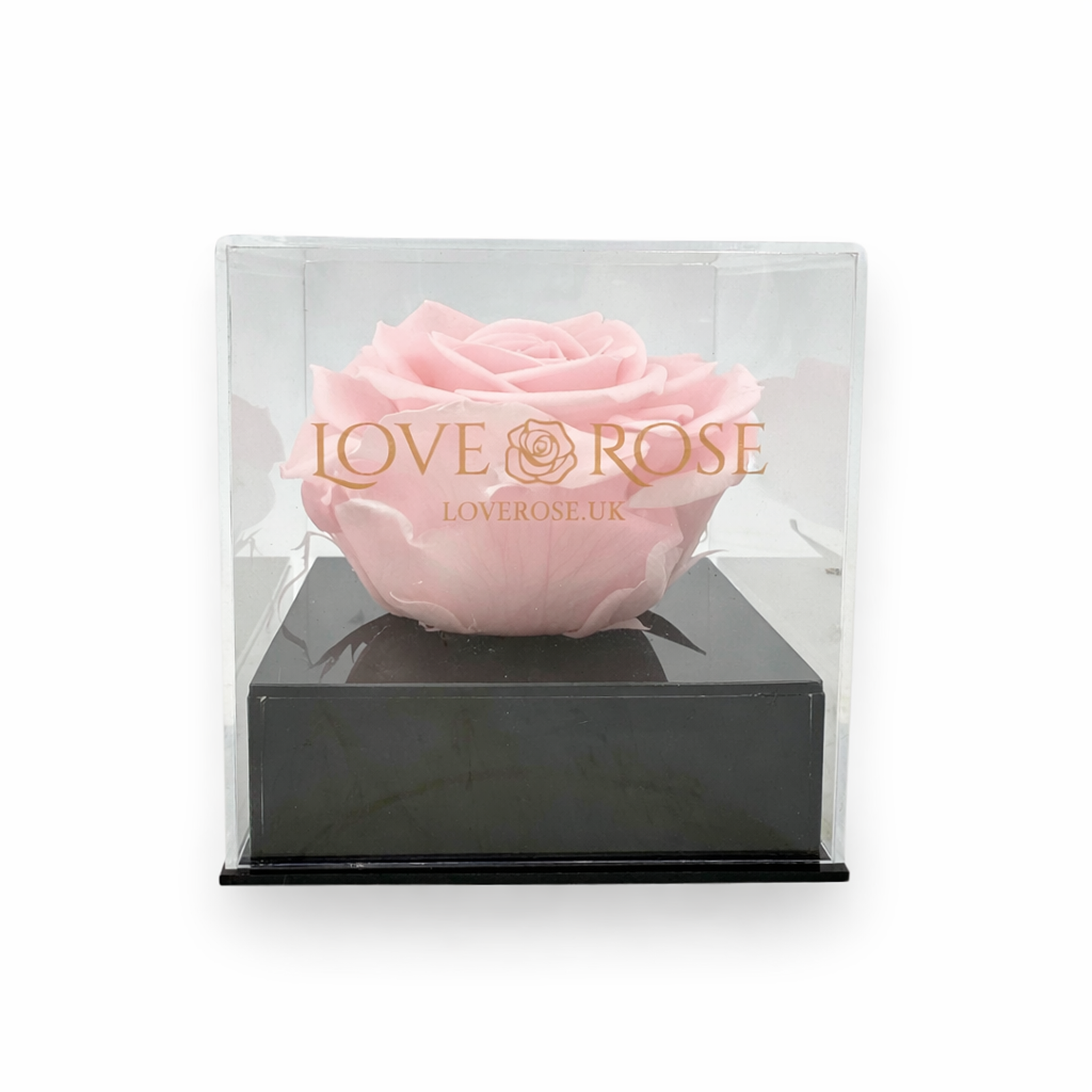 Pink Infinity Rose Head in Luxury Case – Flower Station
