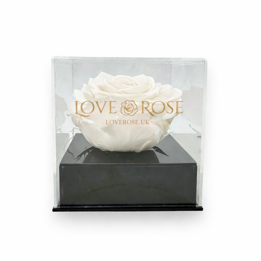 Single rose head in luxury case