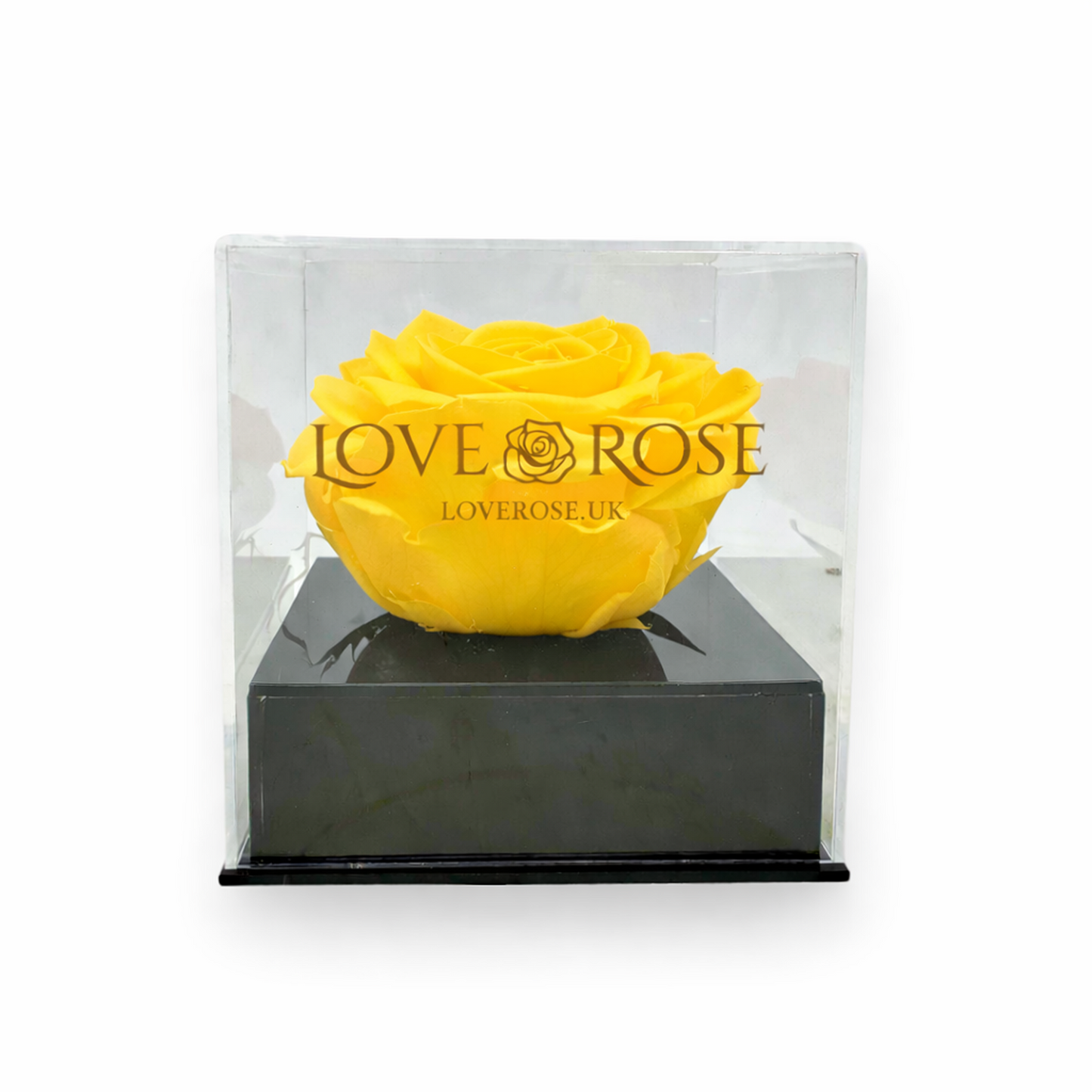 Single rose head in luxury case