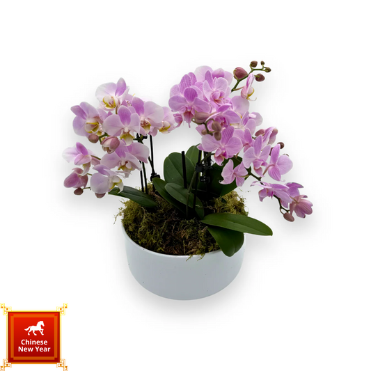 Springtime Sunbeam - 春暖花開