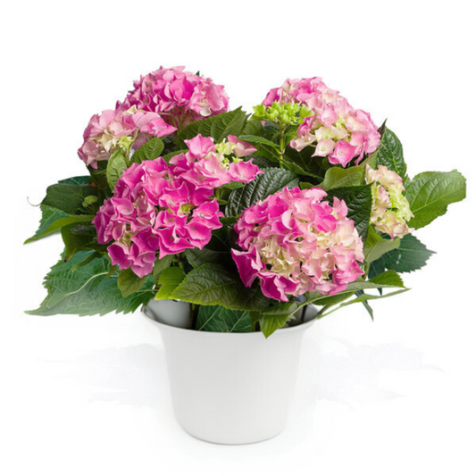Pink Hydrangea in Ceramic Pot