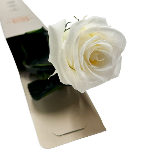 White Infinity Rose Long Stem