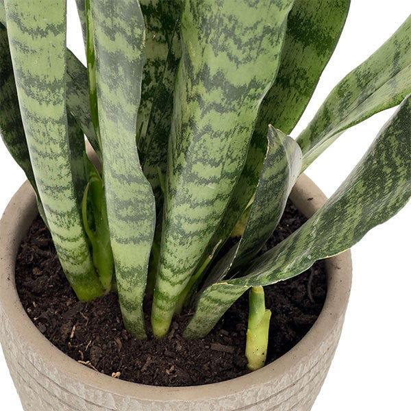 buy snake plant uk Potted Snake Plant | Sansevieria Zeylanica | | Plant Gift
