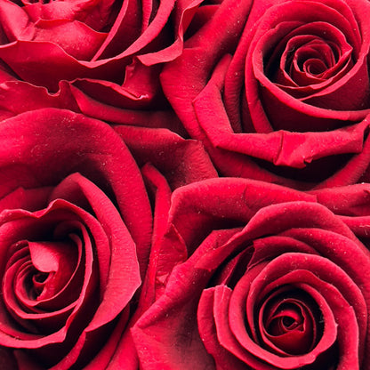 Infinity Red Roses in a Velvet Red Hat Box