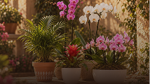 Plants for everyspace &