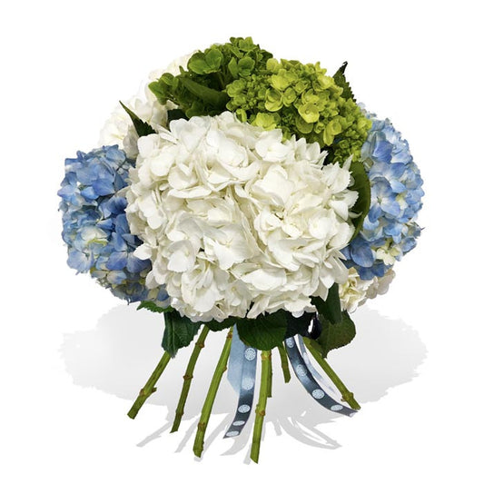 Hydrangeas are a symbol of gratitude, grace and beauty. Enjoy them in a bunch and let them be the masterpiece of their new home. A mix of green, white and blue hydrangeas, perfect for any occasion. 