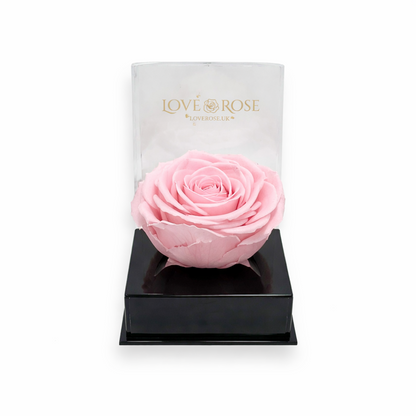 Single rose head in luxury case
