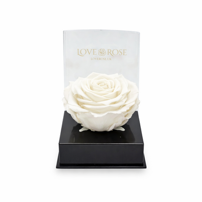 Single rose head in luxury case