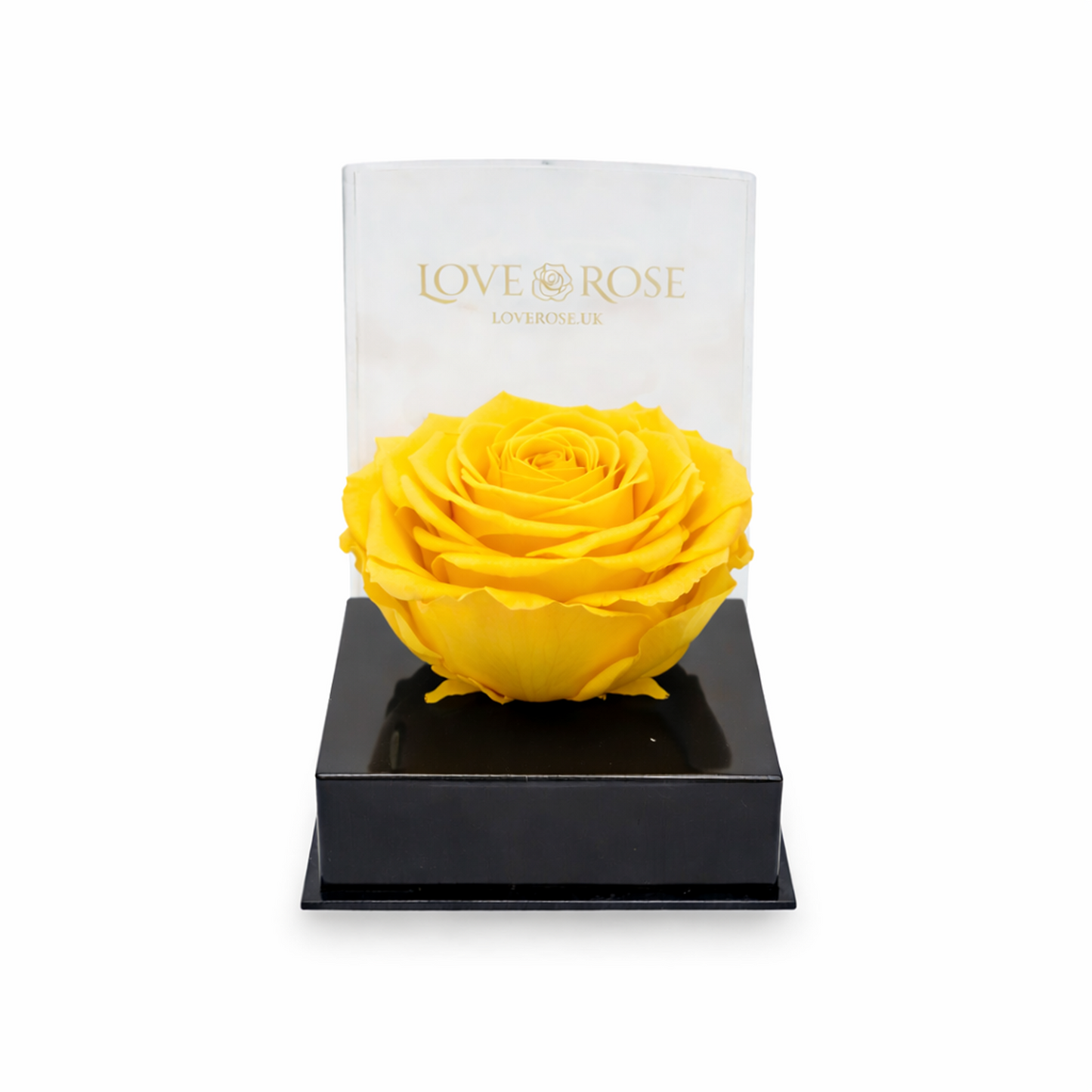 Single rose head in luxury case