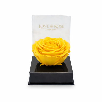 Single rose head in luxury case