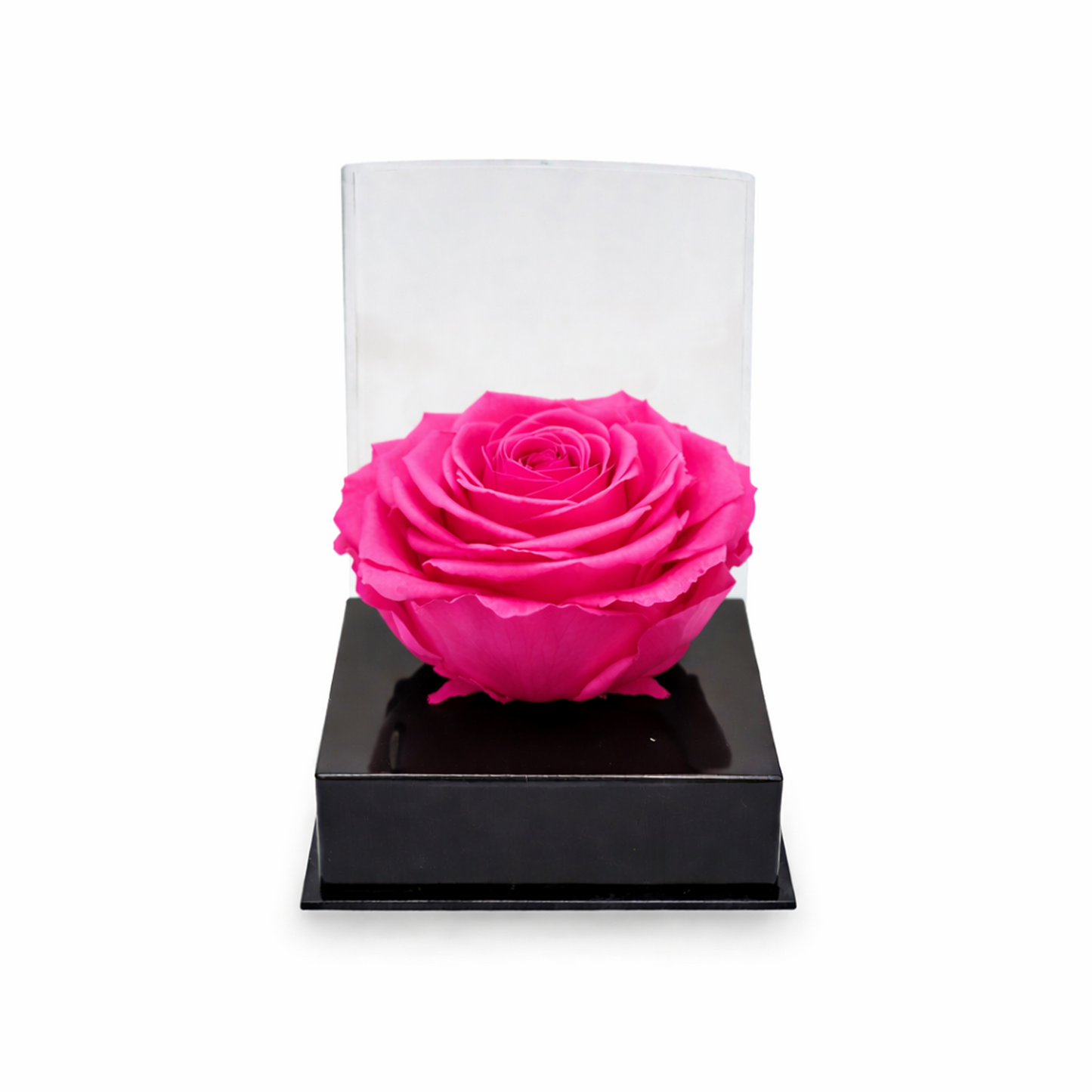 Single rose head in luxury case