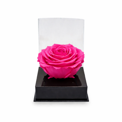 Single rose head in luxury case