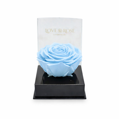 Single rose head in luxury case