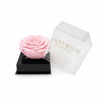 Single rose head in luxury case