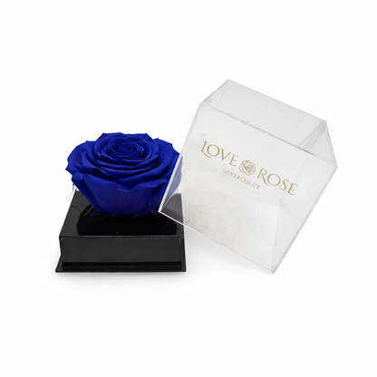 Single rose head in luxury case