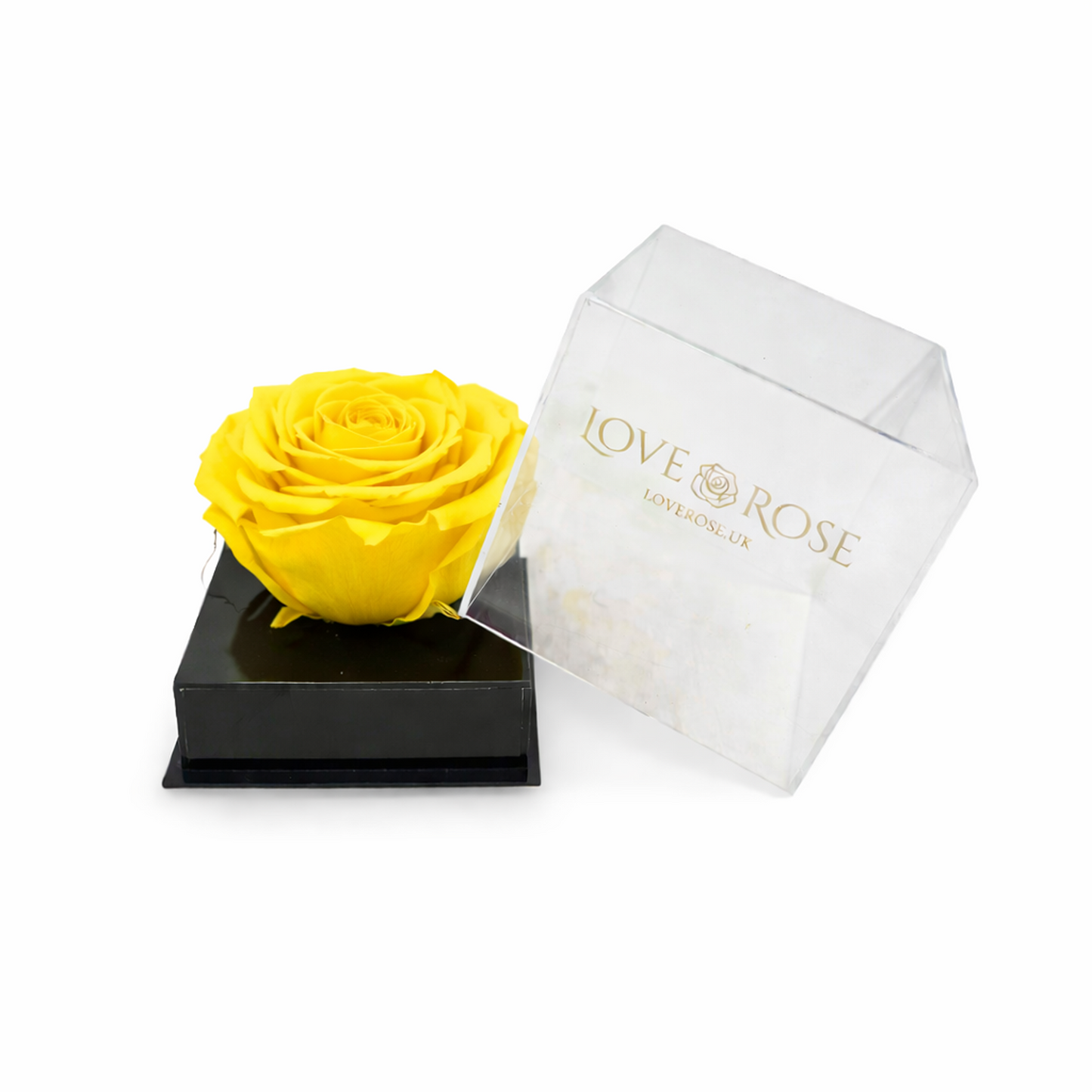 Single rose head in luxury case