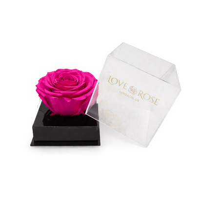 Single rose head in luxury case