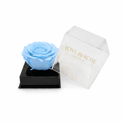 Single rose head in luxury case