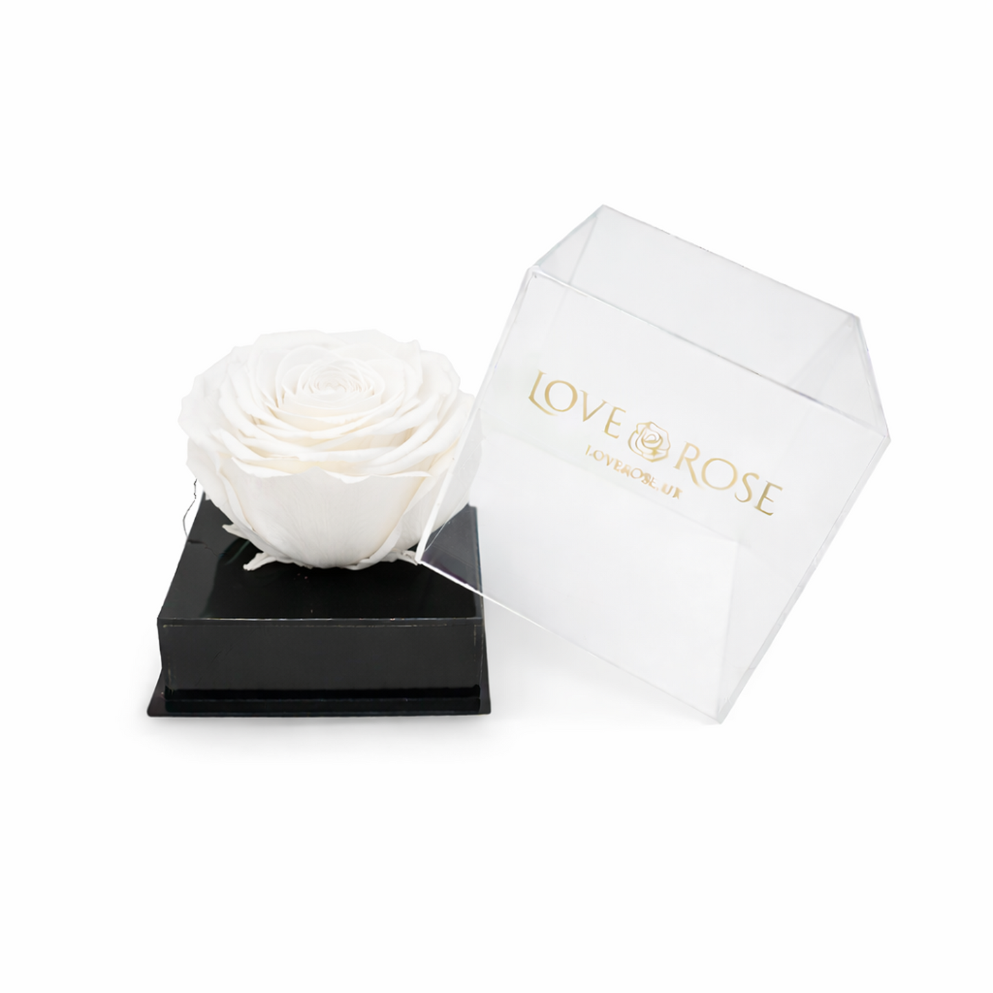 Single rose head in luxury case