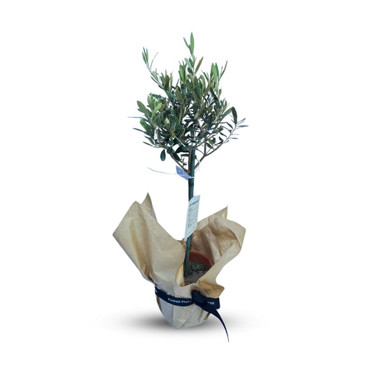 Olive Tree