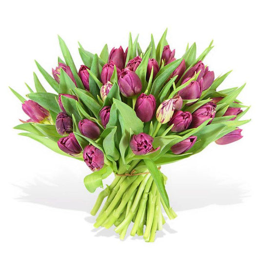 Purple Tulips