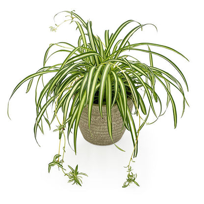 spider plant philippines Potted Spider Plant | Plant Gift