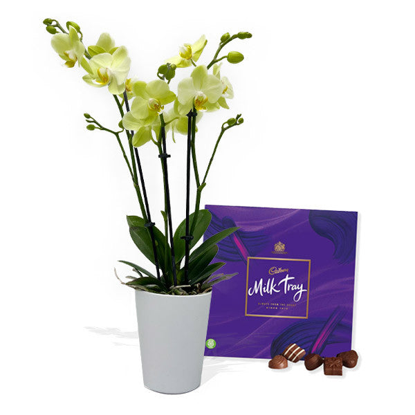 Assorted Triple Stemmed Orchid + Chocolates