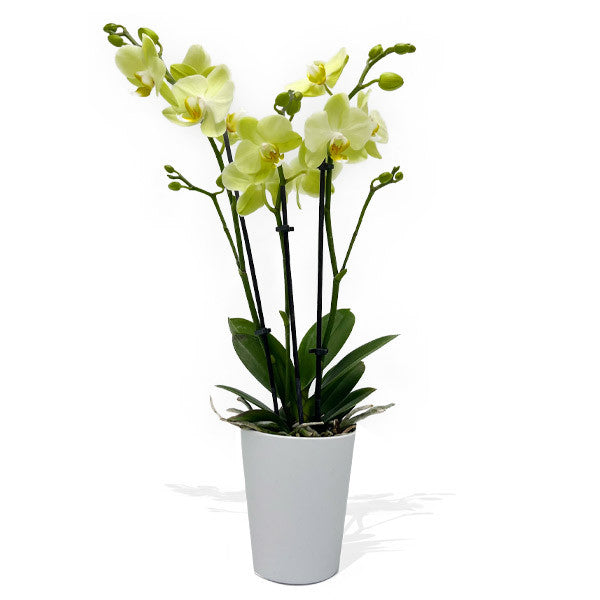 Medium Phalaenopsis Orchid