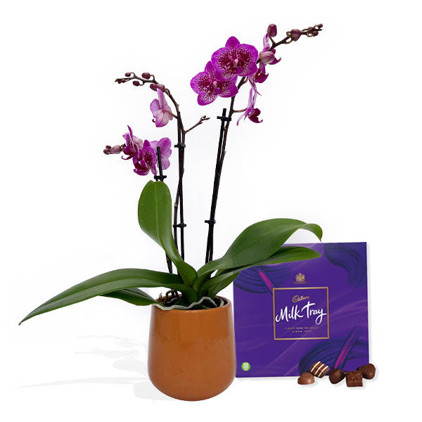 Assorted Triple Stemmed Orchid + Chocolates