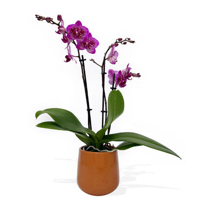 Medium Phalaenopsis Orchid