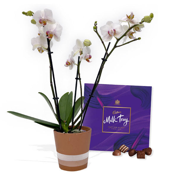 Assorted Triple Stemmed Orchid + Chocolates