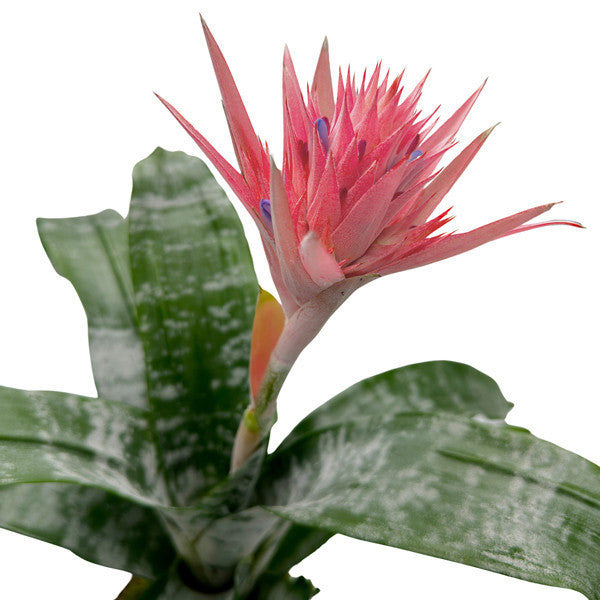 Potted Aechmea Fasciata