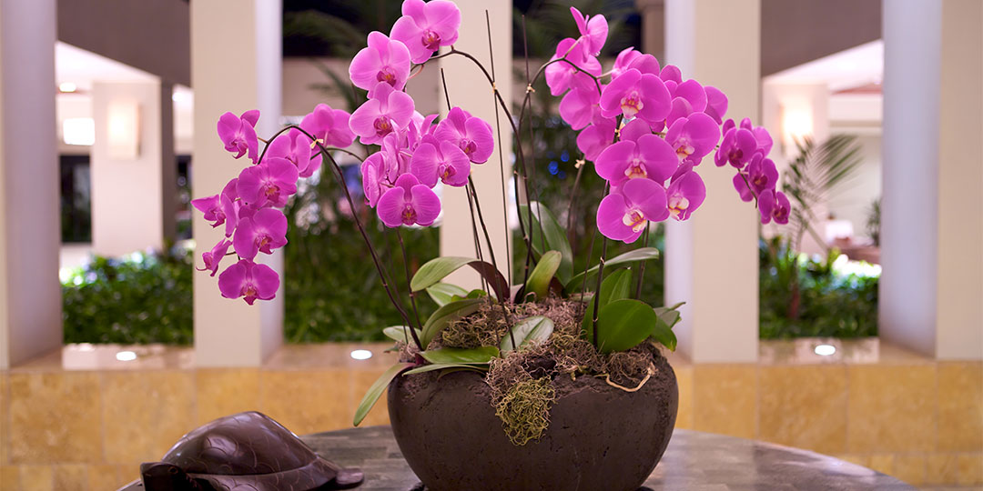 Orchid Flower Arrangements For Offices - Flower Station